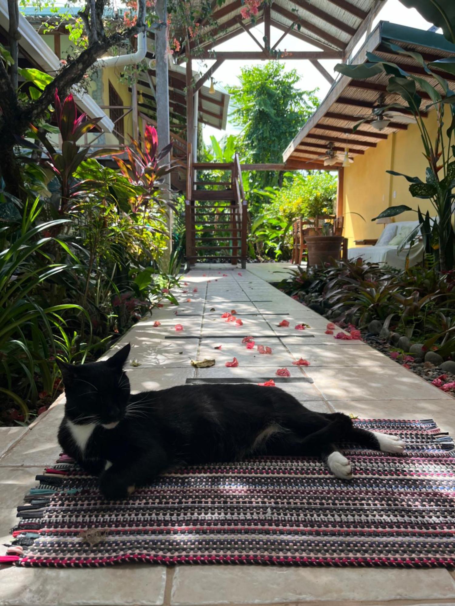 Hotel Pura Vida Puerto Viejo de Talamanca Exteriér fotografie